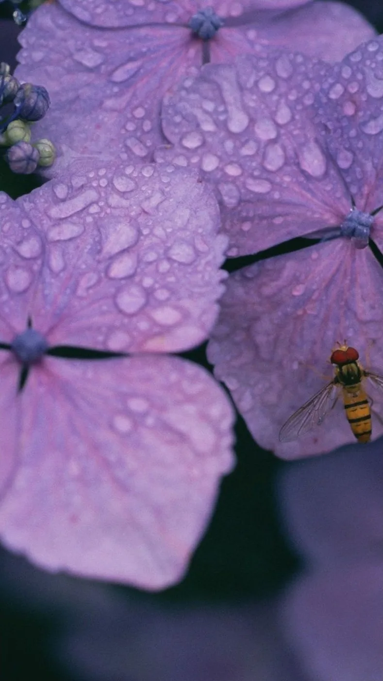Ari Çiçek Water Droplets hazır baskılı ürün