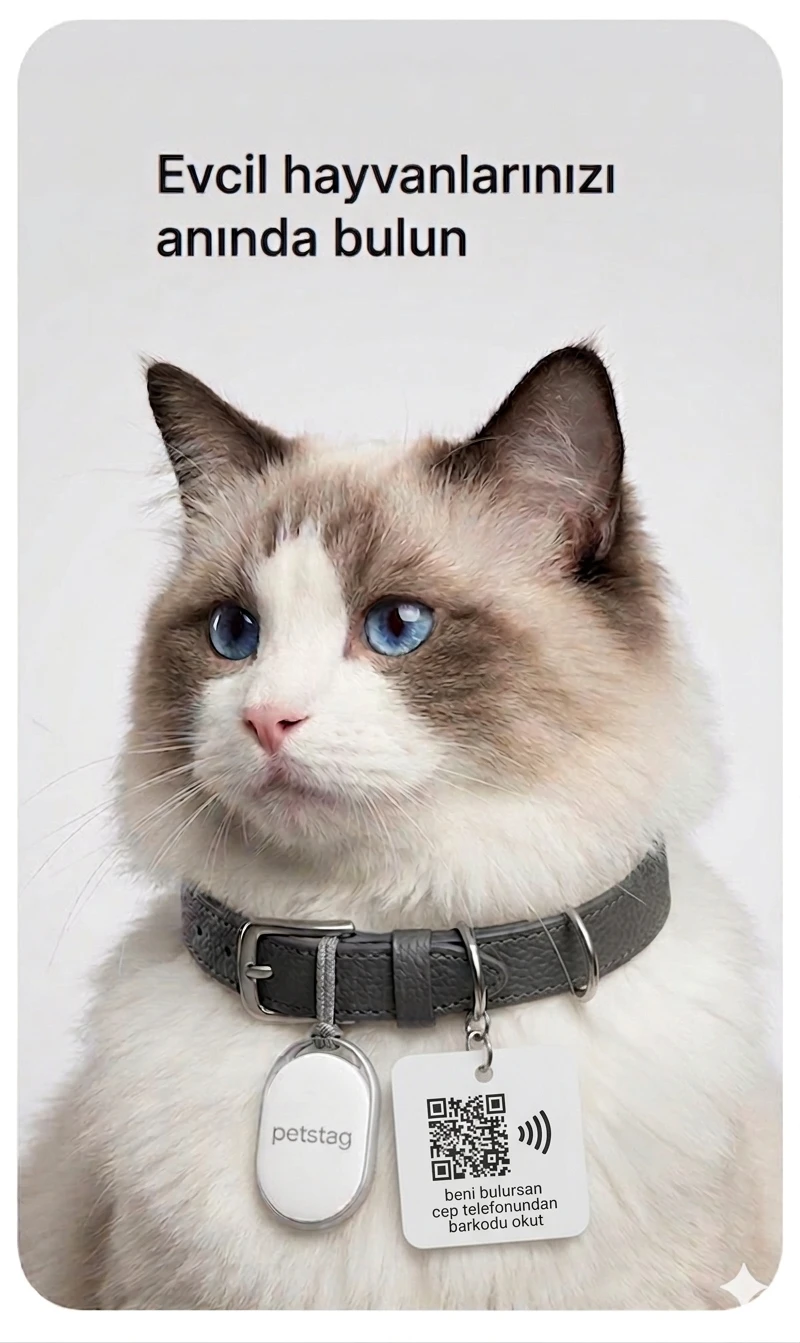 QR NFC kimlik ve takip cihazı kullanan kedi