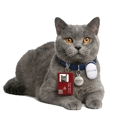Pet's Tag kullanan kedi