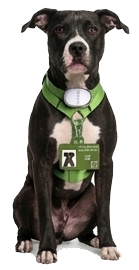 Pet's Tag kullanan köpek